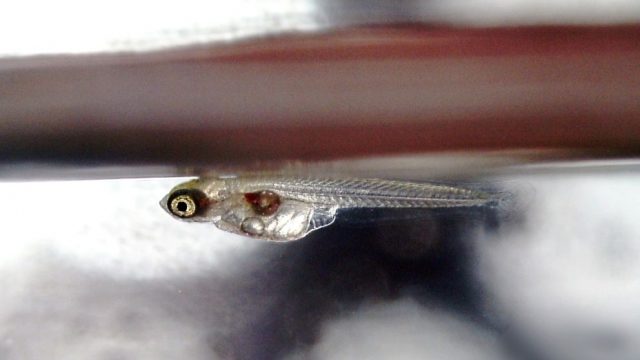 メダカの稚魚 針子 が死んでしまう原因 成長速度を早める方法も合わせて紹介 めだかlabo