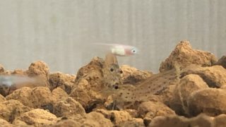 メダカと一緒に飼える生き物 めだかlabo